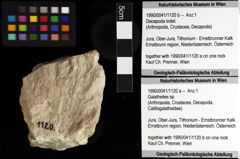 Foto (Objket + Etiketten) von Galatheites sp. 